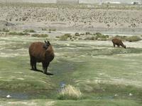 Lamas in Jujuy