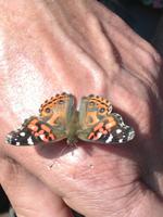 Schmetterling in Iguazu