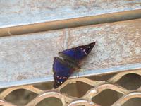 Iguazu - Schmetterling