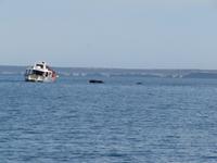 Halbinsel Valdes - Walbeobachtung im Golfo Nuevo