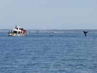 Halbinsel Valdes - Walbeobachtung im Golfo Nuevo