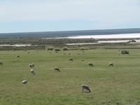 Halbinsel Valdes - Schafe