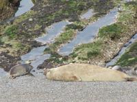 Halbinsel Valdes - See-Elefanten