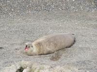 Halbinsel Valdes - See-Elefanten