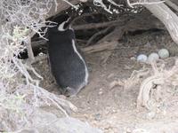 Pinguinkolonie Tombo