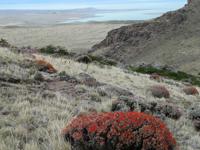 Patagonien - Wanderung zum Mirador de las Aguilas, Viedma-See und Mata guanaco