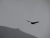 Patagonien - Kondore