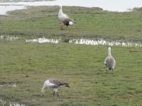 Patagonien - Laguna Nimez in El Calafate, Magellangänse