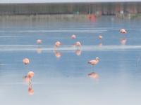 Patagonien - Laguna Nimez in El Calafate