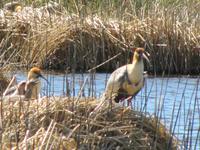 Patagonien - Estancia El Galpon del Glaciar, Vogelbeobachtung: Ibisse mit Jungen