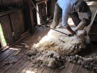 Patagonien - Estancia El Galpon del Glaciar, Schafscher-Vorführung