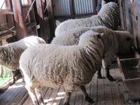 Patagonien - Estancia El Galpon del Glaciar