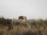 Alpakas auf der Insel Suasi