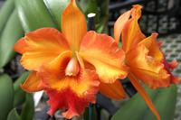 Big Island - Orchideenfarm