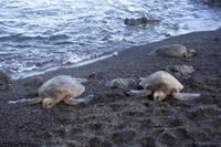 Grüne Wasserschildkröte