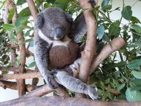 P1030084-Koalabär im Featherdale Tierpark