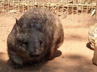 P1030114-Australischer Wombat