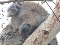 P1030234-Koalabär im Ast (an der Great Ocean Road - Melbourne)