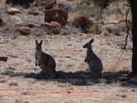 P1030286-wilde Känguruhs