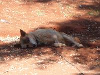 P1030327-Dingo (Australischer Wildhund)