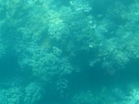 P1030477-Auf Tauchkurs am Great Barrier Reef