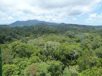P1030517- Urwald um Cairns