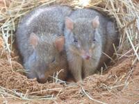 P1030548- Beutelraten