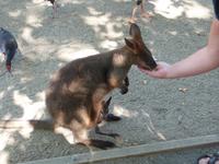 P1030560-Fütterung der Känguruhs