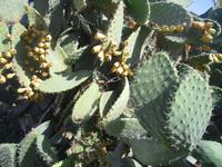 Feigenkakteen bei Zippori