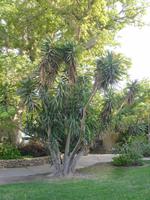 Botanischer Garten im Kibbuz En Gedi