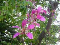 Botanischer Garten im Kibbuz En Gedi