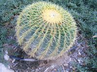 Botanischer Garten im Kibbuz En Gedi