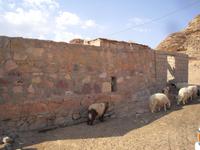 Sinai - Besuch einer Beduinen-Familie