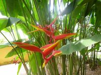 Pflanzenvielfalt im Amazonasgebiet