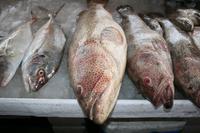 0102 auf dem Fischmarkt in Sharjah - Hammour