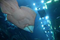 0137 im Aquarium-Tunnel