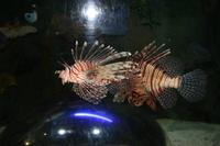 0146 im Unterwasser-Zoo in der Dubai-Mall