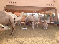 0296 auf dem Kamelmarkt in Al Ain