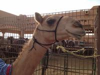 0302 auf dem Kamelmarkt in Al Ain