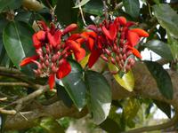 Botanischer Garten von Da Lat