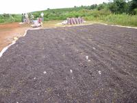 Kaffeeplantage in Da Lat