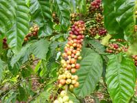 Kaffeeplantage in Da Lat