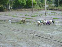 Reisanbau im Mekong Delta