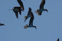 Blaufußtölpel vor dem Zustoßen auf Fische