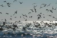 Blaufußtölpel anch dem Massenangriff in der 