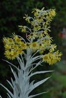 Die Peru-Frailejones wächst nur über 3.000 m Höhe