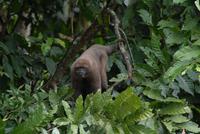 Wollaffe am Rio Napo