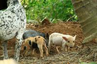 Beim Bauern im Vinalestal