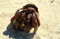 Am Strand von Cayo del Sol