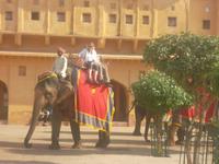 Ankunft der Transporttiere